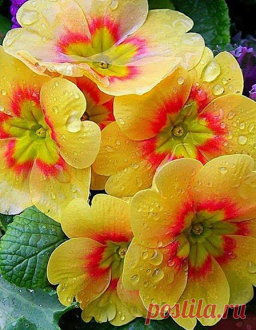 Primrose