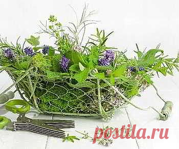 Рецепты, блюда, приправы, напитки и соки из лекарственных растений