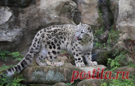 Fuku-Tama Zoo 10months years old. He will soon be the adult snow leopard:)