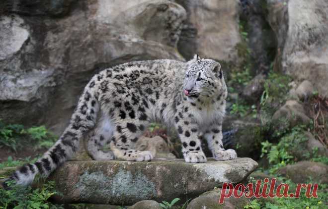 Fuku-Tama Zoo 10months years old. He will soon be the adult snow leopard:)