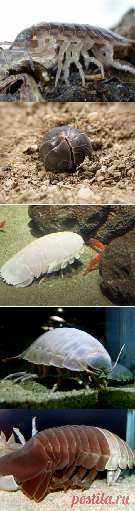 Смотреть изображения изоподов | Зооляндия