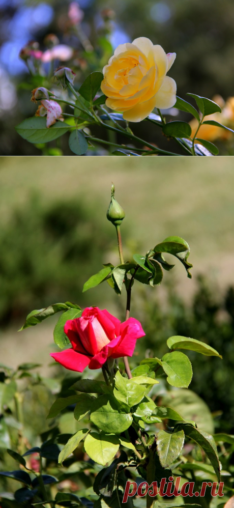 Яндекс.Фотки