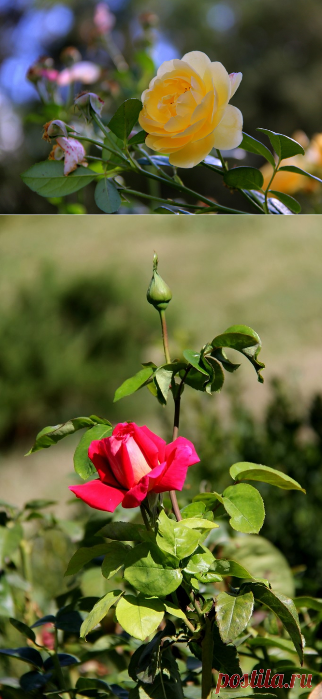 Яндекс.Фотки