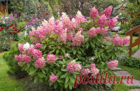 Гортензия метельчатая Пинк Даймонд (Pink Diamond)