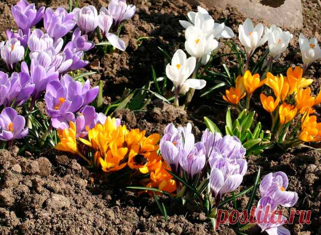 Многолетний садовый цветок Крокус (Crocus). Клубнелуковичный низкорослый бесстебельный многолетник. Листья зеленые, с беловатой продольной полосой посередине, отрастают вместе с цветками или после цветения. Цветки одиночные, реже по 2-3, колокольчато-воронковидные, разнообразной окраски, некоторые обладают приятным ароматом. Цветет рано весной или осенью.

Основные виды.
Весеннецветущие: к.весенний (C.vernus) - клубнелуковица сплюснутая; листья темно-зеленые; цветки лиловые, белые.