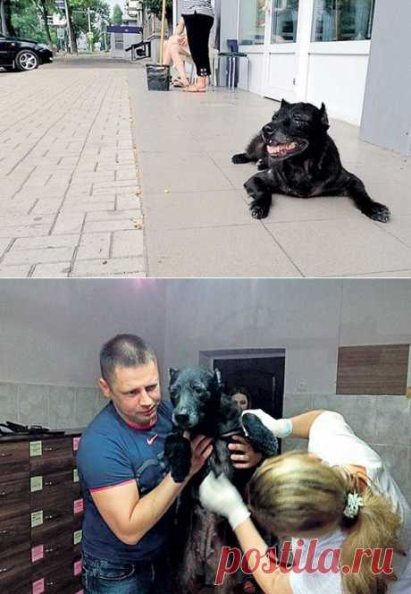 Прощай, собака Тэра