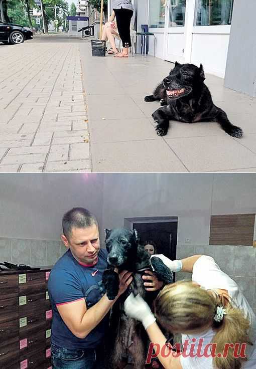 Прощай, собака Тэра