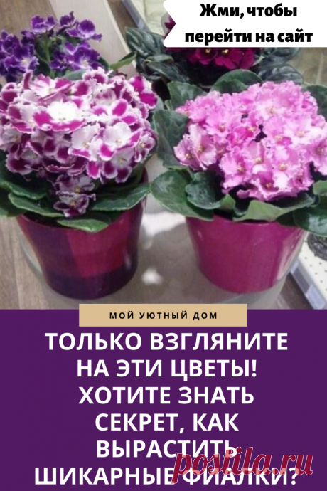 Как правильно ухаживать за фиалками