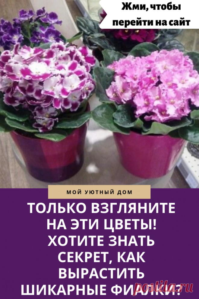 Как правильно ухаживать за фиалками