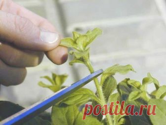 Как правильно прищипывать петунию для обильного цветения