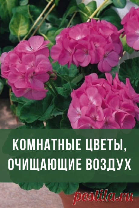 Воздух, которым мы дышим, имеет тенденцию загрязняться, а именно наполняться элементами, пагубно влияющими на человеческий организм, в особенности на дыхательную систему. Одним из способов борьбы с этим являются цветы, очищающие воздух в квартире.