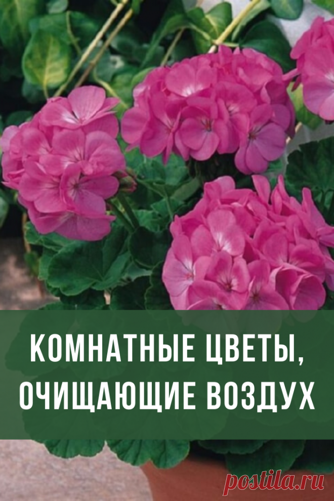 Воздух, которым мы дышим, имеет тенденцию загрязняться, а именно наполняться элементами, пагубно влияющими на человеческий организм, в особенности на дыхательную систему. Одним из способов борьбы с этим являются цветы, очищающие воздух в квартире.