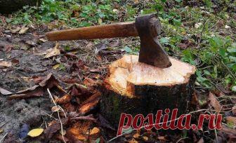 9 действенных способов выкорчевать старый пень на участке | В саду (Огород.ru)