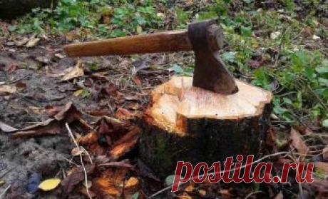 9 действенных способов выкорчевать старый пень на участке | В саду (Огород.ru)