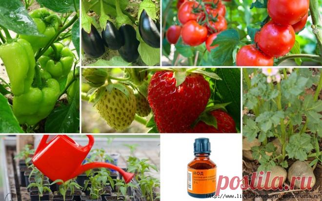 Несколько народных способов применения йода на даче