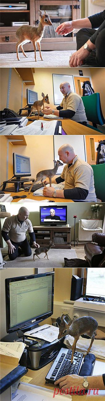 Дикдики – миниатюрное чудо дикой природы | Refashion.ru - верный спутник в мире моды и красоты