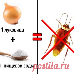 3 безопасных способа избавиться от насекомых в доме - МирТесен