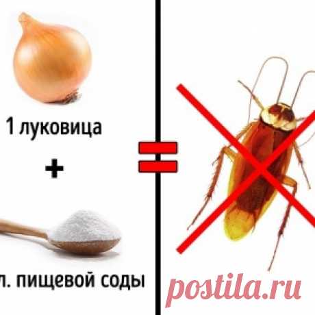 3 безопасных способа избавиться от насекомых в доме - МирТесен