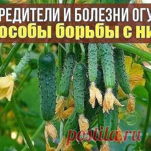 Болезни и вредители огурцов