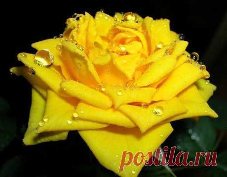 розы