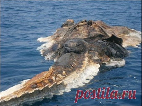 Рыбаки обомлели  сам черт вынырнул из воды! Лабынкырский черт. Земля.  Территория загадок