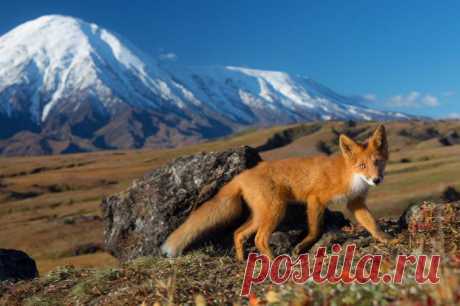 флора и фауна россии – Google Поиск