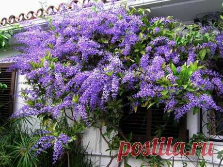 Flor de São Miguel (Petrea subserrata) - полу-древесная, обильно цветущая, листопадная лиана, родом из Бразилии.