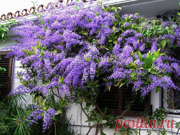 Flor de São Miguel (Petrea subserrata) - полу-древесная, обильно цветущая, листопадная лиана, родом из Бразилии.