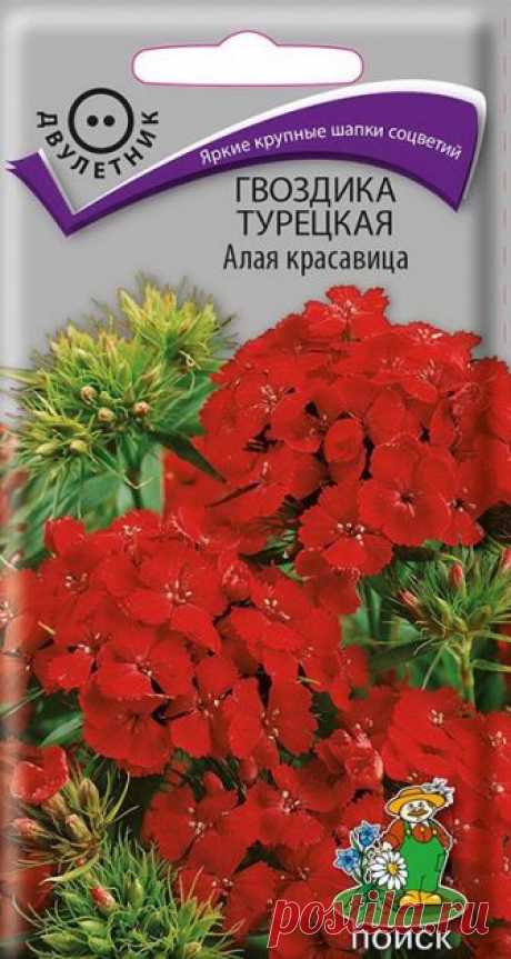 гвоздика турецкая и другие - mydobro seeds