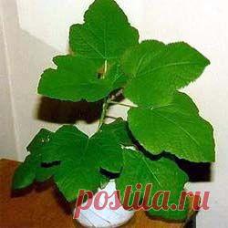 Инжир на подоконнике. Как его вырастить