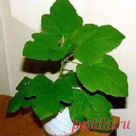 Инжир на подоконнике. Как его вырастить — Сад на подоконнике