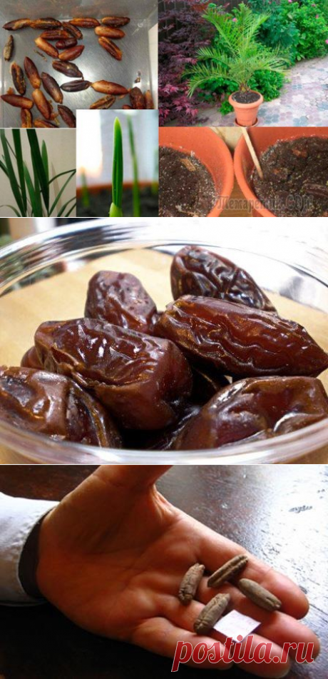 Финик из косточки