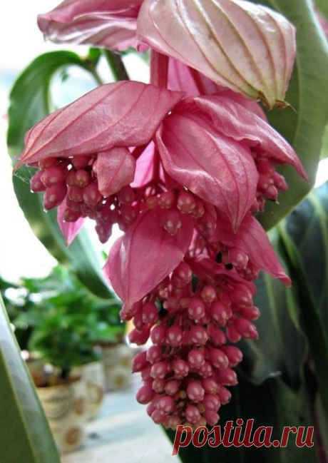 Красота цветка начинается с зёрнышка, а красота человека - с Души...