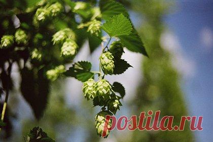 В Чувашии пройдет фестиваль «Зеленое золото России». В Чебоксарах состоится фестиваль «Зеленое золото России», посвященный хмелеводству. Мероприятие будет проходить с 12 по 19 августа. Отмечается, что праздник может соперничать с зарубежным «Октоберфестом». Неподалеку от Чебоксарского речного порта организаторы фестиваля разместятся 12 шатров с пивом.