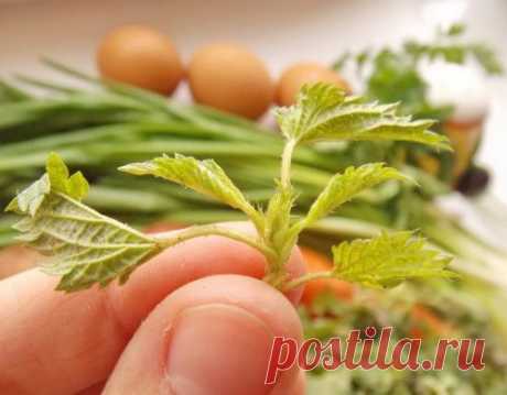 Крапивный суп — самый весенний