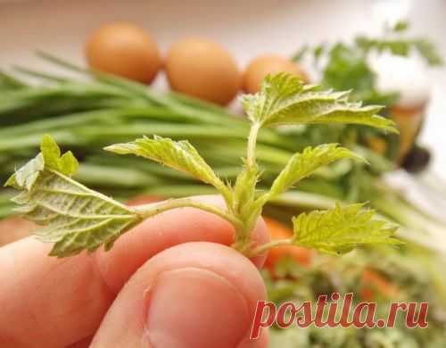 Крапивный суп — самый весенний