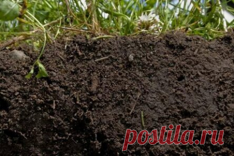 С помощью чего можно удобрить почву, сделать ее рыхлой и плодородной