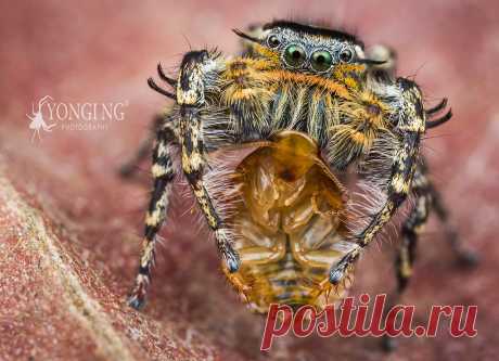 Male Phidippus comatus First Test on MPE+M43 (Single Frame | F9 | ISO100 | S1/250 | 2x Magnification)   Body: Olympus OM-D E-M1 Mark1 Lens: Canon MP-E 65mm f/2.8 1-5x Adapter: Metabones T-Smart Adapter (Canon EF to MFT) Flash: Kuangren Macro Twinlite KX-800  Diffusion: 2 layers of polyfoam mounted in front of lens via a bundle of step-up & step-down rings