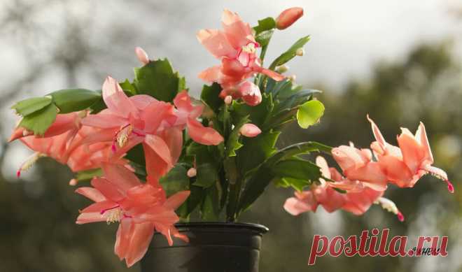 Как вырастить пышный куст Декабриста из маленького Отростка. Рассказываю, что для этого нужно сделать | ЦВЕТЫ НА ОКНЕ | Яндекс Дзен