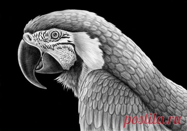 40 красивых и реалистичных эскизов животных для вашего вдохновения