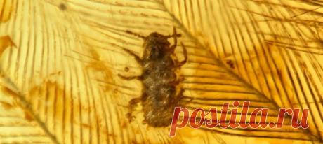 Научный редактор «National Geographic Россия» составил топ-5 самых ярких палеонтологических открытий уходящего года. Наши любимчики – это донимавшая динозавра вошь и ийлингия, в которой мог бы найти вдохновение Хаяо Миядзаки.