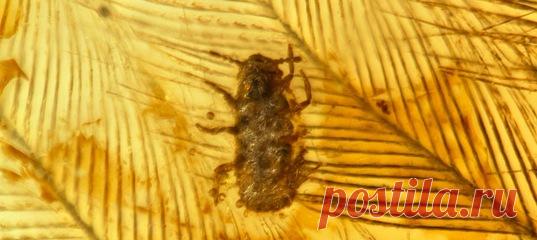 Научный редактор «National Geographic Россия» составил топ-5 самых ярких палеонтологических открытий уходящего года. Наши любимчики – это донимавшая динозавра вошь и ийлингия, в которой мог бы найти вдохновение Хаяо Миядзаки.