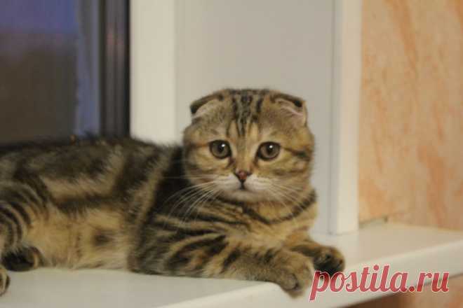 Кошечка скоттиш-фолд (BUOZI)