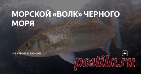 МОРСКОЙ «ВОЛК» ЧЕРНОГО МОРЯ Этих крупных хищников, обитателей не только Черного моря, нередко называют морскими волками. Так как лавраки, совсем как свои сухопутные «собратья», в  резком рывке из укрытия хватают добычу и глотают ее, засасывая свои огромным ртом…
Лаврак достигает длины до 1 метра и веса почти 20 кг!
Лаврак (лат. Dicentrarchus labrax, прежнее название Morone labrax) относится к семейству морских (каменных)