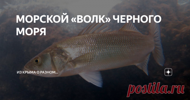 МОРСКОЙ «ВОЛК» ЧЕРНОГО МОРЯ Этих крупных хищников, обитателей не только Черного моря, нередко называют морскими волками. Так как лавраки, совсем как свои сухопутные «собратья», в  резком рывке из укрытия хватают добычу и глотают ее, засасывая свои огромным ртом…
Лаврак достигает длины до 1 метра и веса почти 20 кг!
Лаврак (лат. Dicentrarchus labrax, прежнее название Morone labrax) относится к семейству морских (каменных)