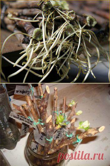 Все ближе к весне. Поговорим о винограде? | НА ЗАВАЛИНКЕ