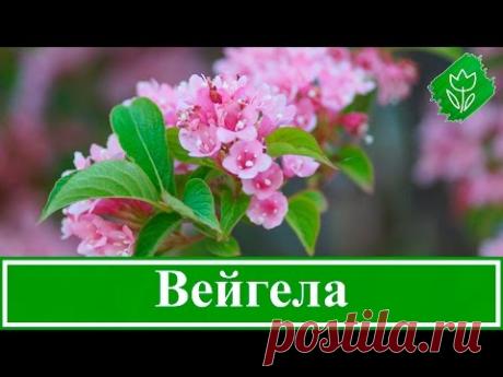 Цветок вейгела – посадка и уход: обрезка и размножение вейгелы