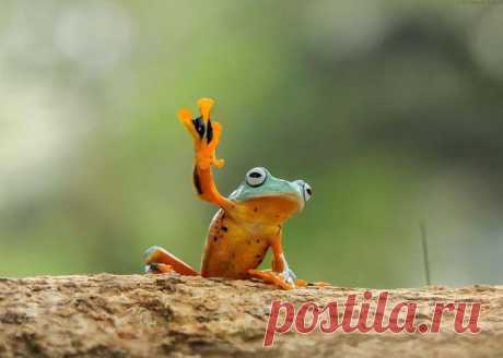 16 позитивных фотографий лягушек