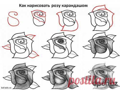 Как нарисовать розу