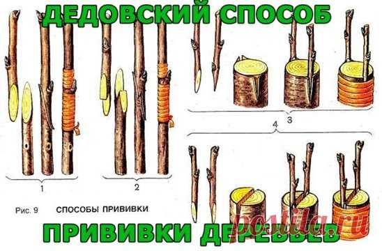 (44) Одноклассники